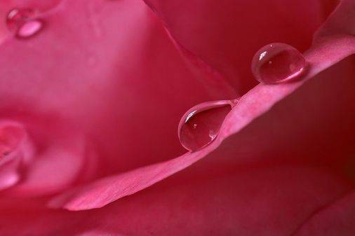 गुलाब जल के फायदे 