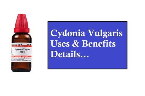 Cydonia Vulgaris के फायदे और Uses
